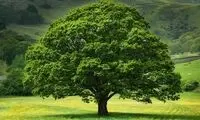 تلاش تحسین‌برانگیز برای زنده نگه داشتن یک درخت!