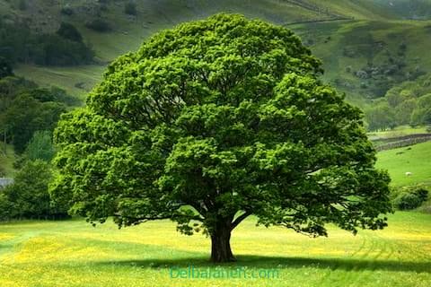 تلاش تحسین‌برانگیز برای زنده نگه داشتن یک درخت!