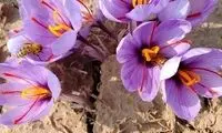 کاهش نگران‌کننده تولید زعفران در نیشابور 
