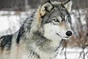 حمله گرگ به یک دانشجو در دانشگاه زنجان؟