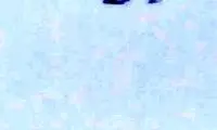 تسنیم: یکی از هلیکوپترهای آمریکایی فرار کرد