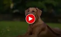 واکنش باورنکردنی یک سگ برای نجات برادرش!