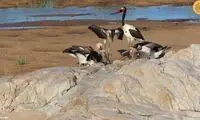 ویدئو کمیاب از  جمع خانوادگی لک‌لک‌ نوک‌زینی 