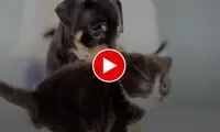 ملاقات جالب توله سگ‌ها با بچه گربه‌ها