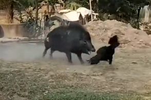نبرد شجاعانه خروس لاری با گراز 