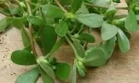 خواص دارویی خرفه را بشناسید