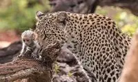 رفتار باورنکردنی جگوار پس از شکار میمون باردار