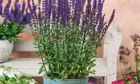 با این گیاه آپارتمانی، بچه‌های شما در امتحانات مدرسه نمره 20 می‌گیرند