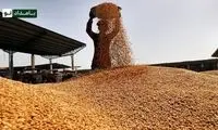 ۵۳ هزار تن گندم در یک استان گم شد!