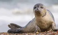 سیلی خوردن خنده‌دار فوک آبی از گربه