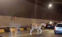 حضور یک اسب وحشی در آزادراه تهران شمال!