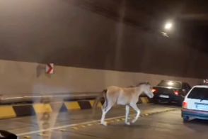 حضور یک اسب وحشی در آزادراه تهران شمال!
