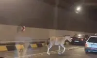 حضور یک اسب وحشی در آزادراه تهران شمال!