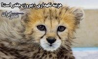 هزینه ماهانه نگهداری پیروز چقدر است؟