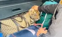 کشف یک بچه ببر در صندوق عقب یک خودرو!