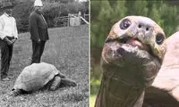 با ۱۹۳ سال سن، جاناتان پیرترین موجود زنده جهان است