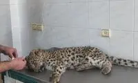 نجات توله پلنگ زخمی توسط مردم روستایی