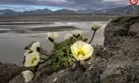 گلی که فقط در مرز شمالی جهان رشد می‌کند