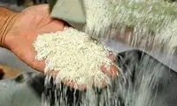 تنها همین دو کشور مشتری برنج ایرانی هستند
