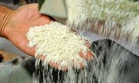 تنها همین دو کشور مشتری برنج ایرانی هستند