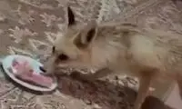 تصاویر جالب از مواجهه خانواده ایرانی با یک روباه 