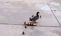 ویدئو بامزه از نحوه سرقت یک اردک از سوپرمارکت