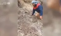 بوسیدن مار کبری توسط مرد تایبادی!