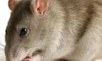 جیغ‌های کرکننده راننده زن از حضور موش روی کاپوت ماشین!