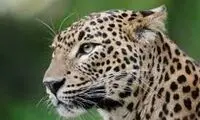قدرت حیرت‌آور این پلنگ را ببینید!