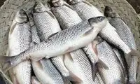 گرانی عجیب ماهی در بازار