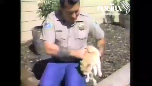 انتقام دردناک گربه عصبانی از یک پلیس حیوان‌آزار