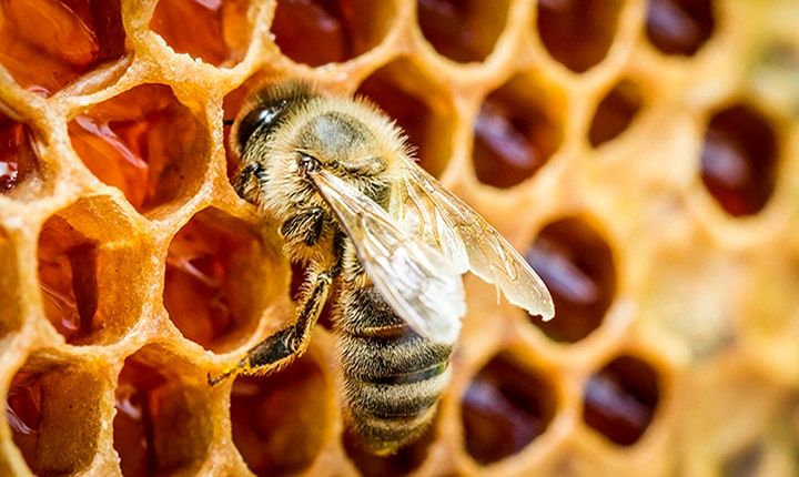ویدیویی باورنکردنی از خوردن همزمان عسل و زنبورهای زنده توسط یک پسر!