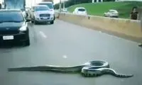 مار غول پیکری که بزرگراه را بست!