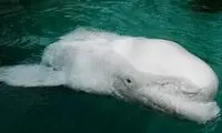 جانوری که متهم به جاسوسی برای روسیه است