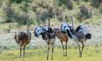  چرا شترمرغ‌ها می‌رقصند؟