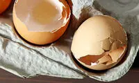 فواید پوست تخم مرغ برای گیاهان آپارتمانی 