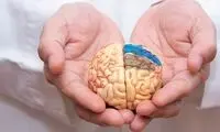 این مواد غذایی خوشمزه آلزایمر را ضربه‌فنی می‌کند