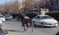 ماجرای عجیب اسب‌های سرگردان در مشهد