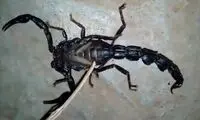 رونمایی از خطرناکترین عقرب دنیا در ایران