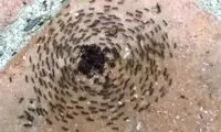 خودکشی مورچه‌ها در دایره بی‌پایان!