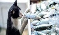 سرقت بامزه گروهی گربه‌ها از ماهیگیران استانبول