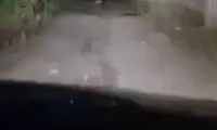تصاویری از پلنگ سرگردان در باغات سی سخت