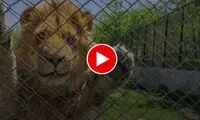 فیلمی از واکنش زیبای حیوانات به آزادی