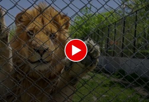 فیلمی از واکنش زیبای حیوانات به آزادی