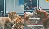 دفاع یک سگ از شیر در برابر ببر!