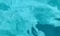 حمله یک سگ جسور به کوسه غول‌پیکر!
