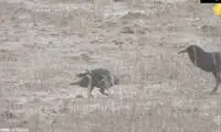  فیلم نادر از مبارزه یک مار کبرا با کلاغ‌ها 
