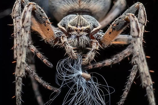 عکس‌های باورنکردنی از حشراتی که در پارک زندگی می‌کنند