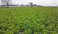دستگاه مدرن و پیشرفته برای برداشت کاهو