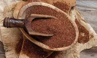 خواص بی‌نظیر خاکشیر برای این عضو حیاتی بدن
